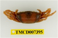 藏品(弧邊管招潮蟹)的圖片